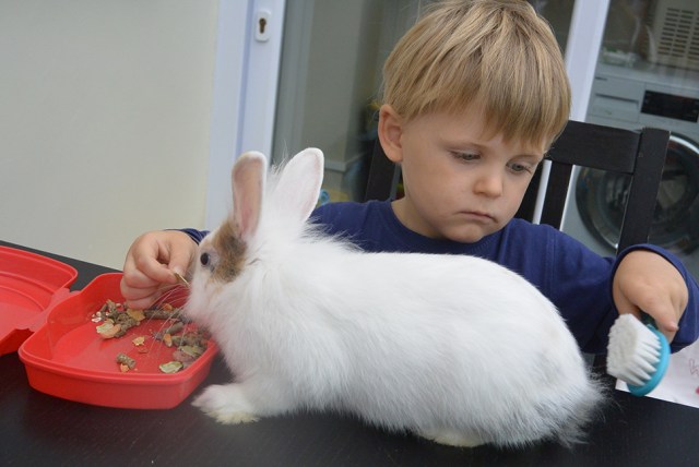 lapin-brosse-cheveux